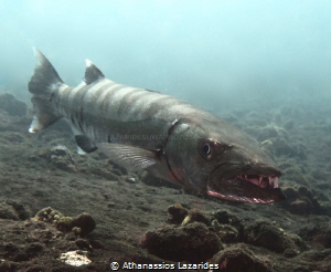 Barracuda at Liberty wreck, Tulamben. by Athanassios Lazarides 